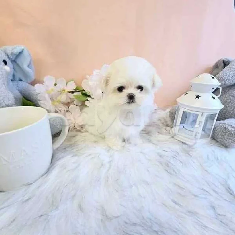 Bichon chien de poche  caniche nain
 age 2 mois
protocole de vaccination a jour 
Livraison  possible pour tt la Tunisie 
92 425 538 - Miniature 5