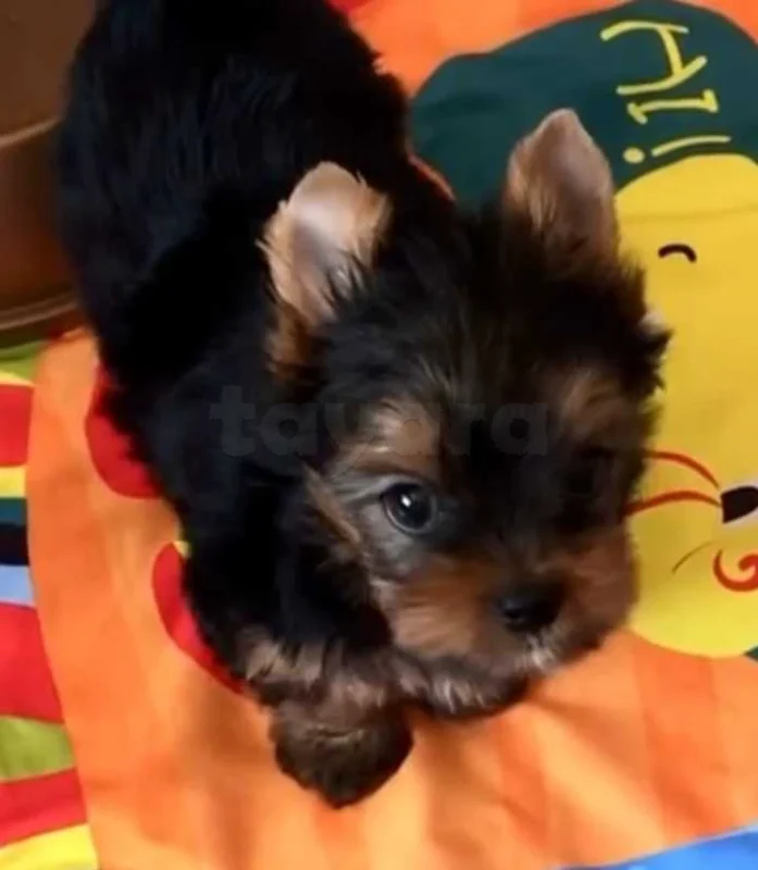 chiots yorkshire âge 2 mois - Miniature 2