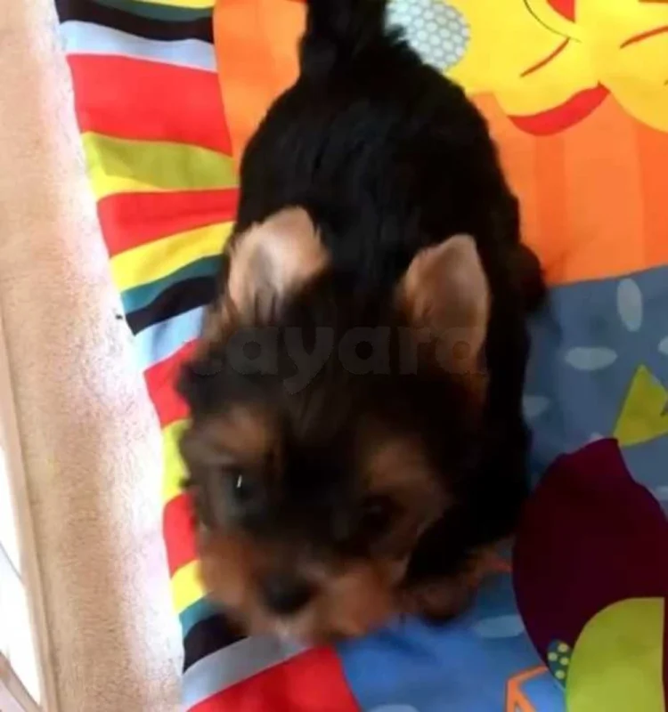 chiots yorkshire âge 2 mois - Miniature 3