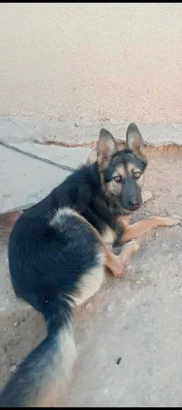 female berger allemand - Miniature 2