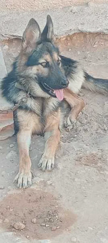 female berger allemand - Miniature 4