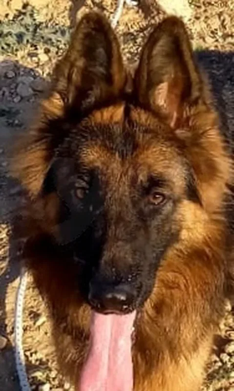 Très belle Berger Allemand