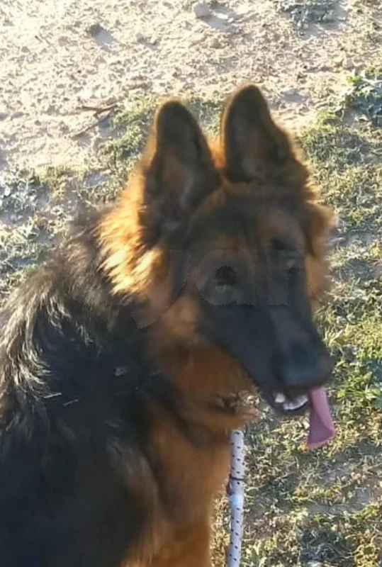 Très belle Berger Allemand - Miniature 3