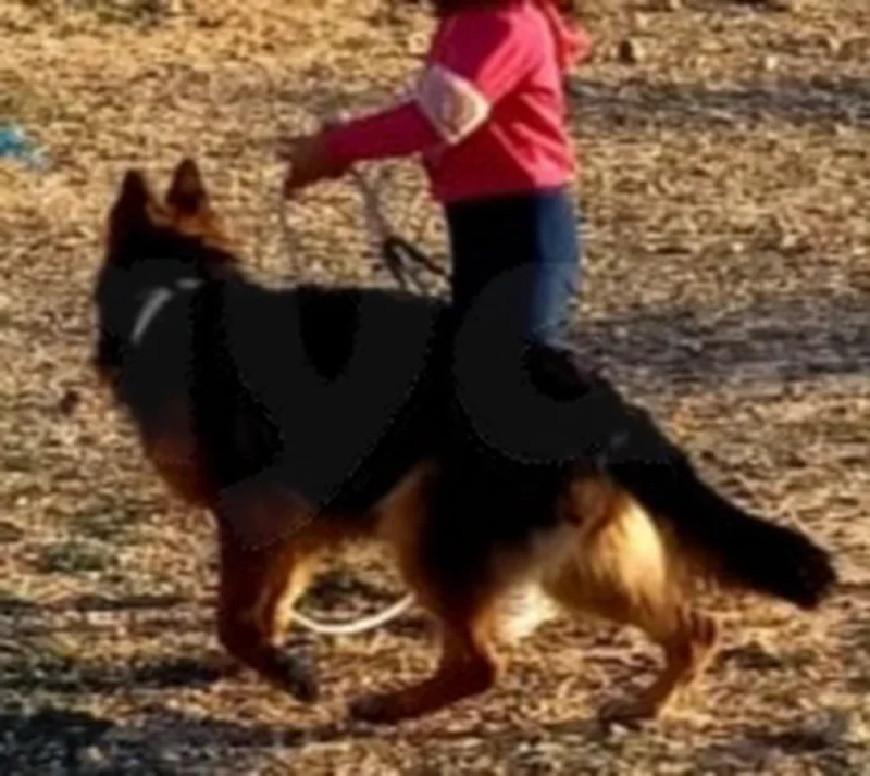 Très belle Berger Allemand - Miniature 4