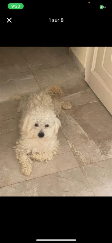 Caniche bichon avendre avec accessoires