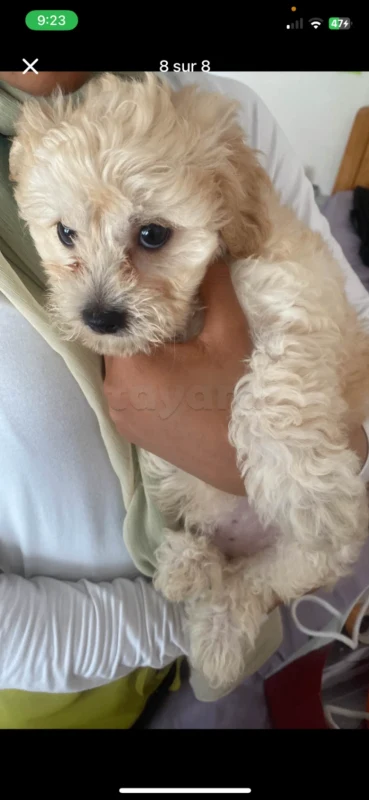 Caniche bichon avendre avec accessoires - Miniature 2