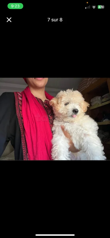 Caniche bichon avendre avec accessoires - Miniature 3