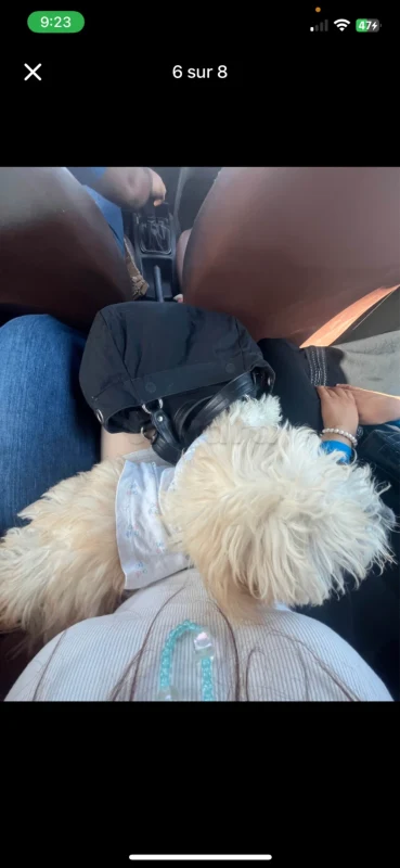 Caniche bichon avendre avec accessoires - Miniature 4