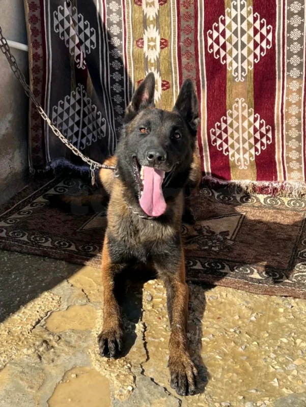 Chiots malinois de race pure