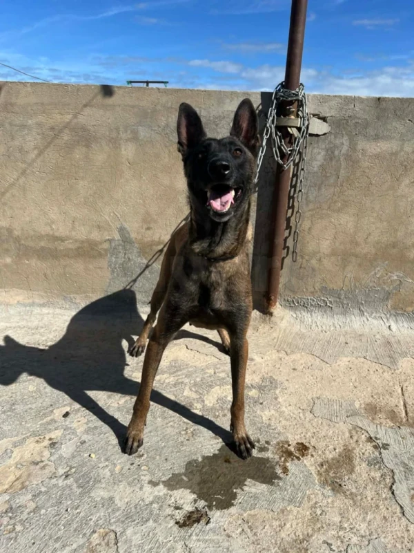 Chiots malinois de race pure - Miniature 2