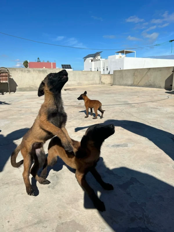 Chiots malinois de race pure - Miniature 3