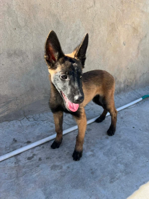 Chiots malinois de race pure - Miniature 4