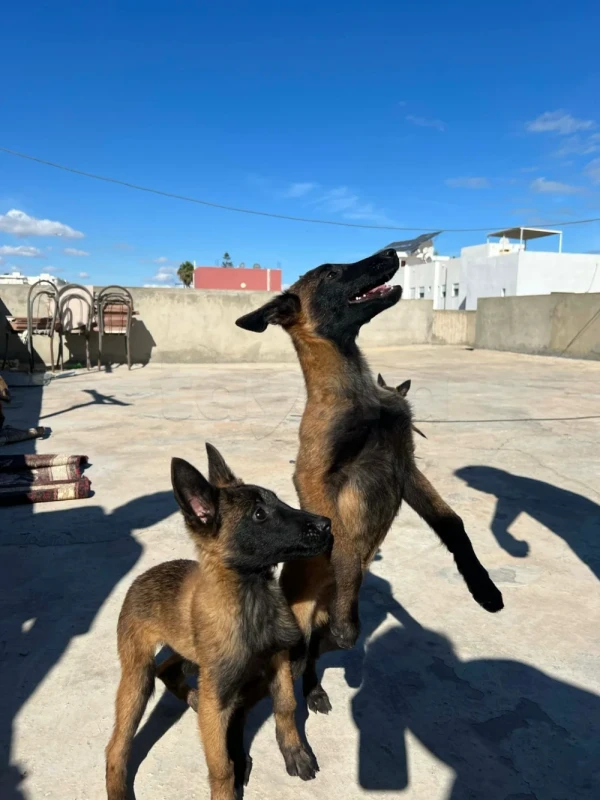 Chiots malinois de race pure - Miniature 5