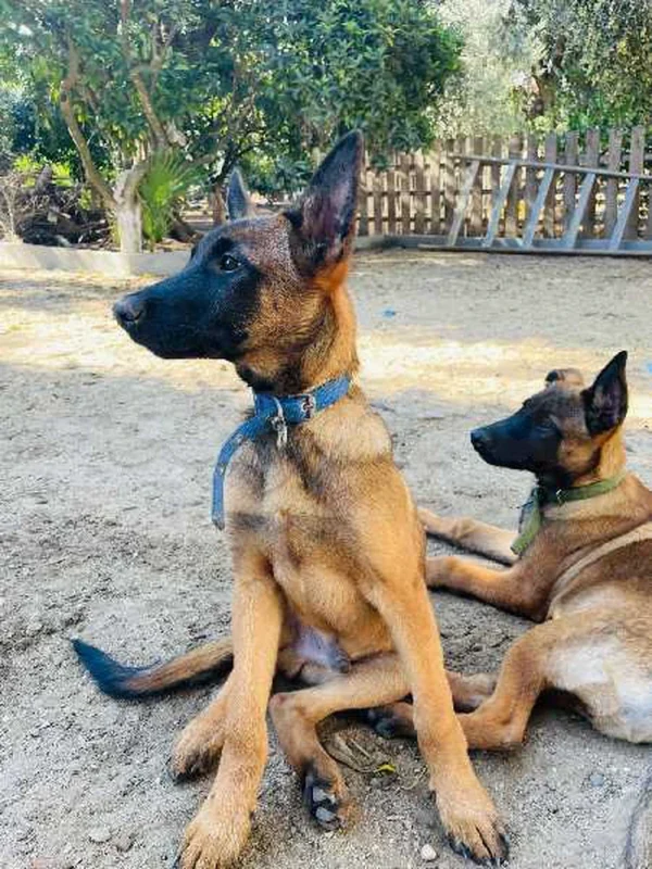Chiots Malinois pure race – 4 mois – vaccinés et suivis vétérinairement
