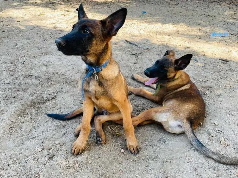 Chiots Malinois pure race – 4 mois – vaccinés et suivis vétérinairement - Miniature 2