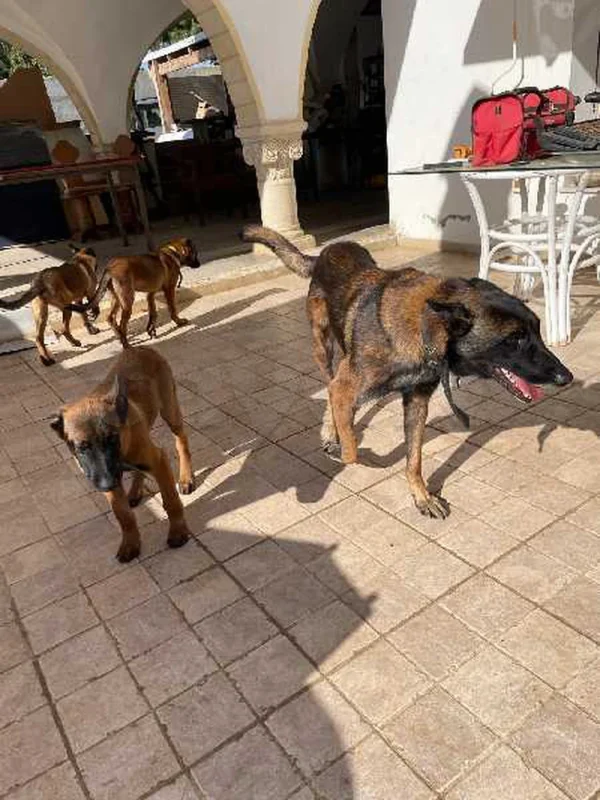 Chiots Malinois pure race – 4 mois – vaccinés et suivis vétérinairement - Miniature 3