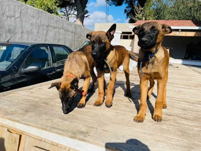 Chiots Malinois pure race – 4 mois – vaccinés et suivis vétérinairement - Miniature 4