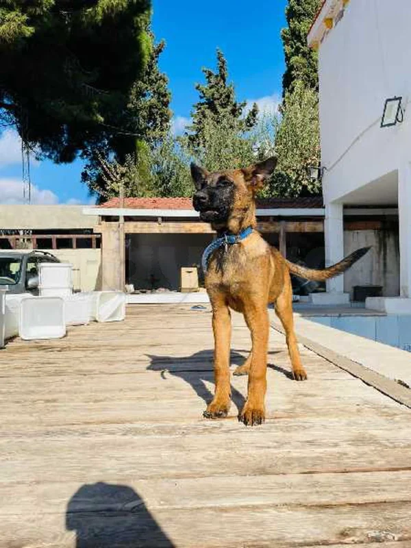 Chiots Malinois pure race – 4 mois – vaccinés et suivis vétérinairement - Miniature 5