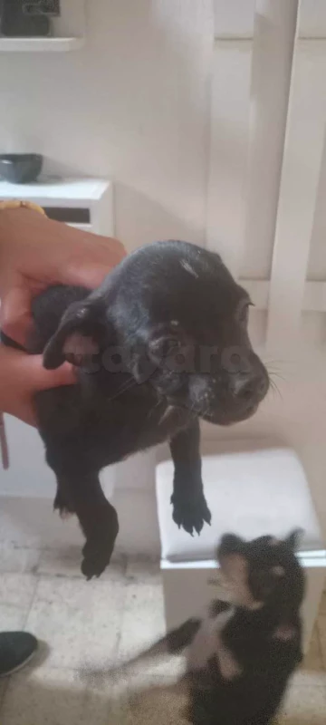 chiwawa mal - Miniature 2