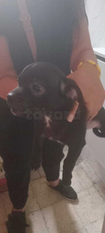 chiwawa mal - Miniature 3