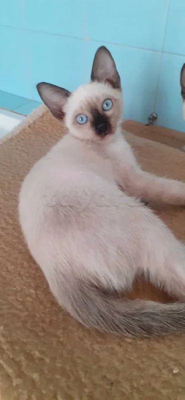 chatons siamois - Miniature 2