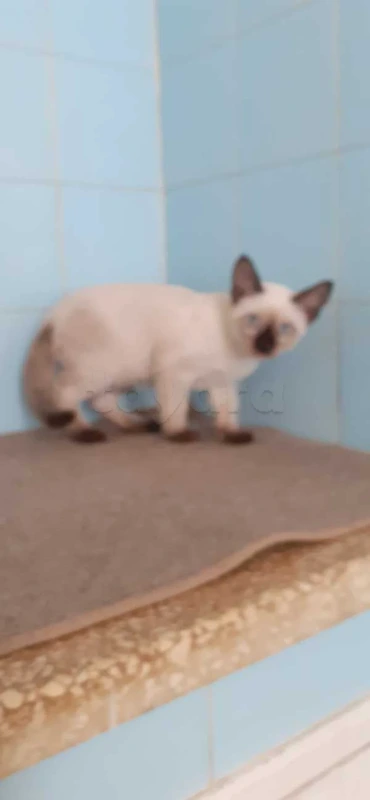 chatons siamois - Miniature 3