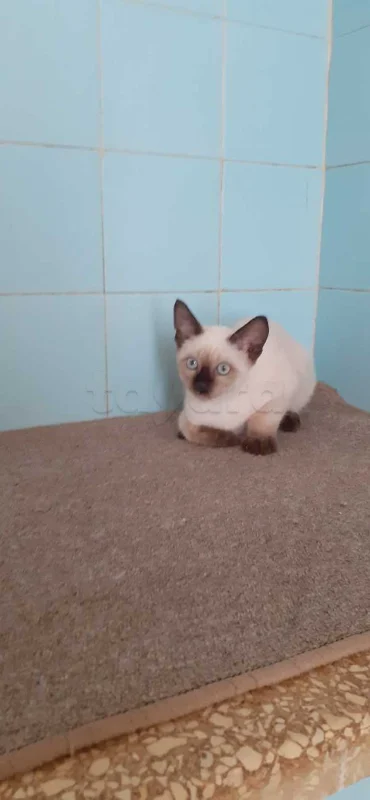 chatons siamois - Miniature 4