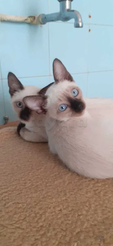 chatons siamois - Miniature 5