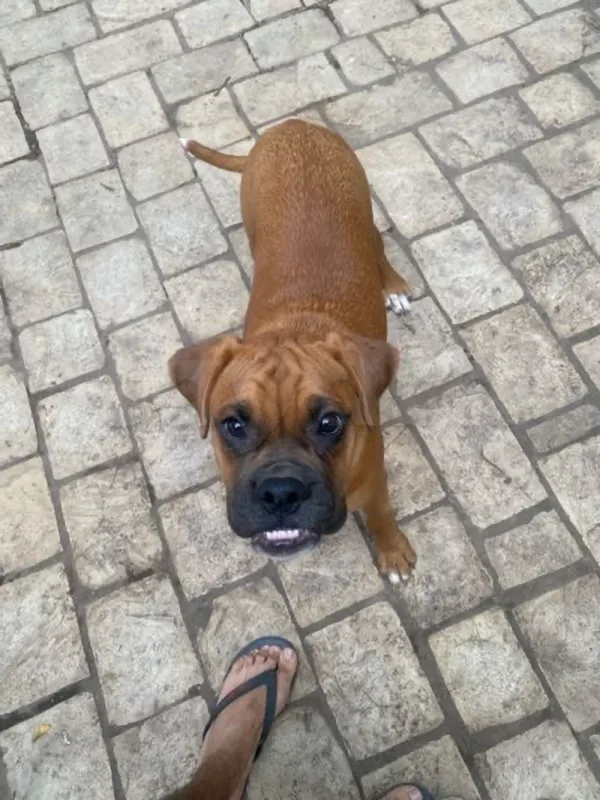 Boxer 2 chiots 6 mois (mâle/femelle)