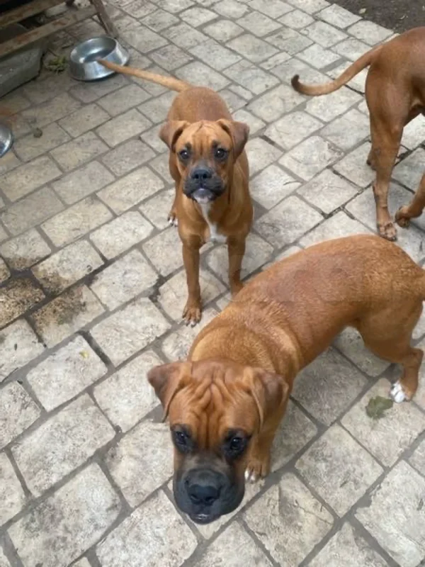 Boxer 2 chiots 6 mois (mâle/femelle) - Miniature 2
