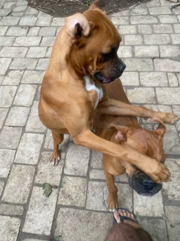 Boxer 2 chiots 6 mois (mâle/femelle) - Miniature 4