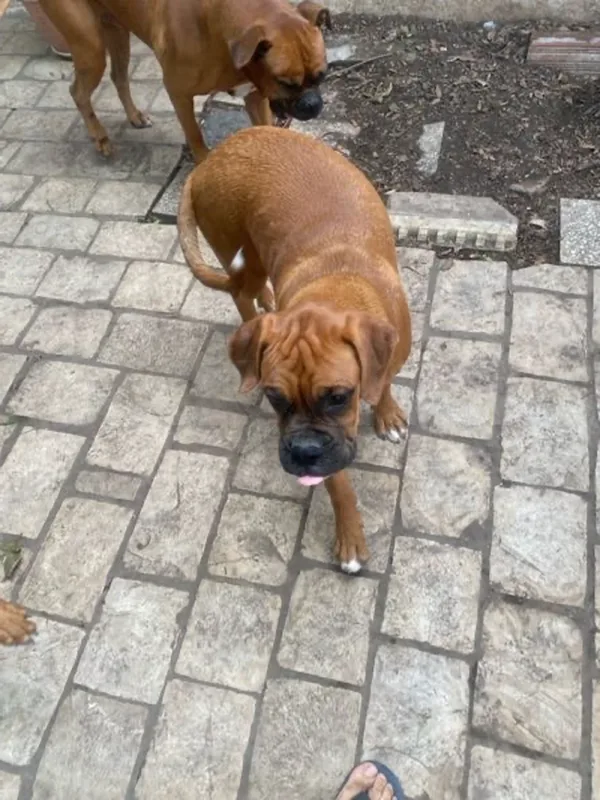 Boxer 2 chiots 6 mois (mâle/femelle) - Miniature 5