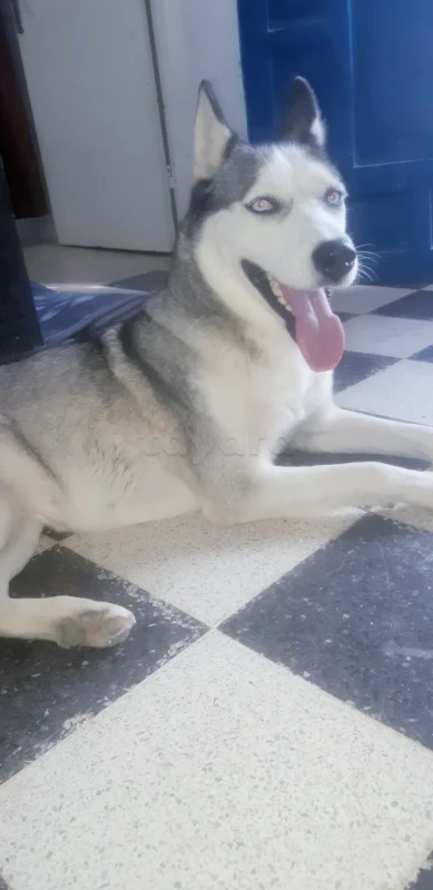 Chien husky femme - Miniature 3