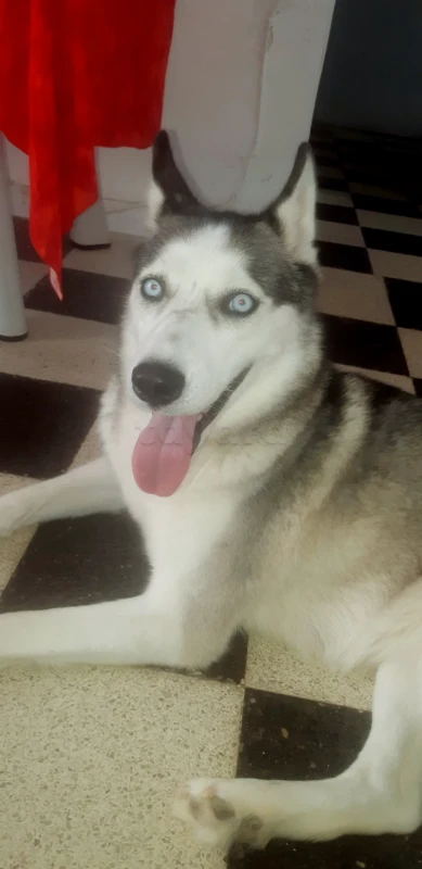 Chien husky femme - Miniature 2