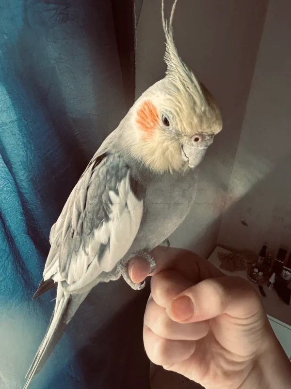 Cockatiel bird - Miniature 2