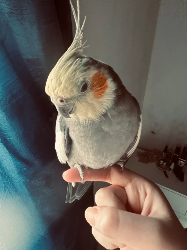 Cockatiel bird - Miniature 3