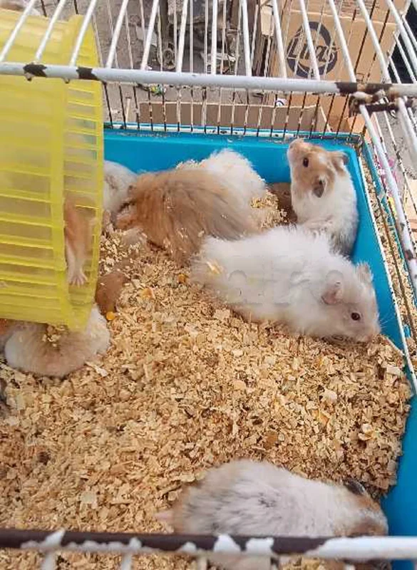 hamster - Miniature 2