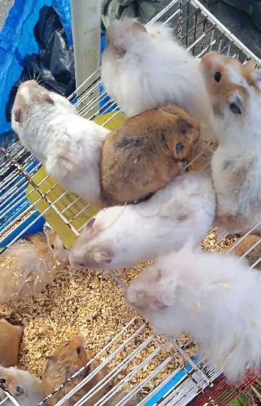 hamster - Miniature 3