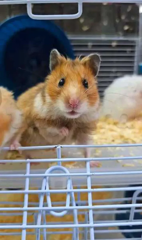 hamster - Miniature 4