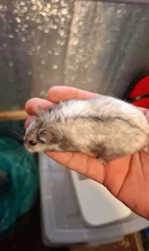hamster - Miniature 5