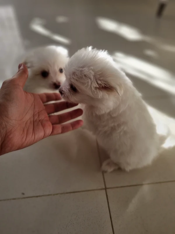 Bichons poil long - Miniature 3