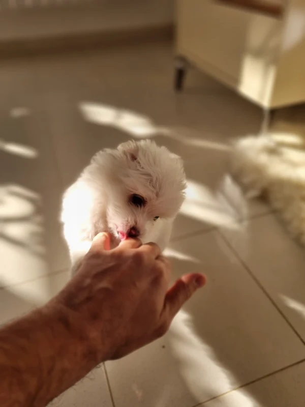 Bichons poil long - Miniature 4