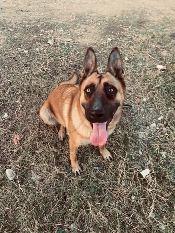 À vendre – Chien Malinois pur race
