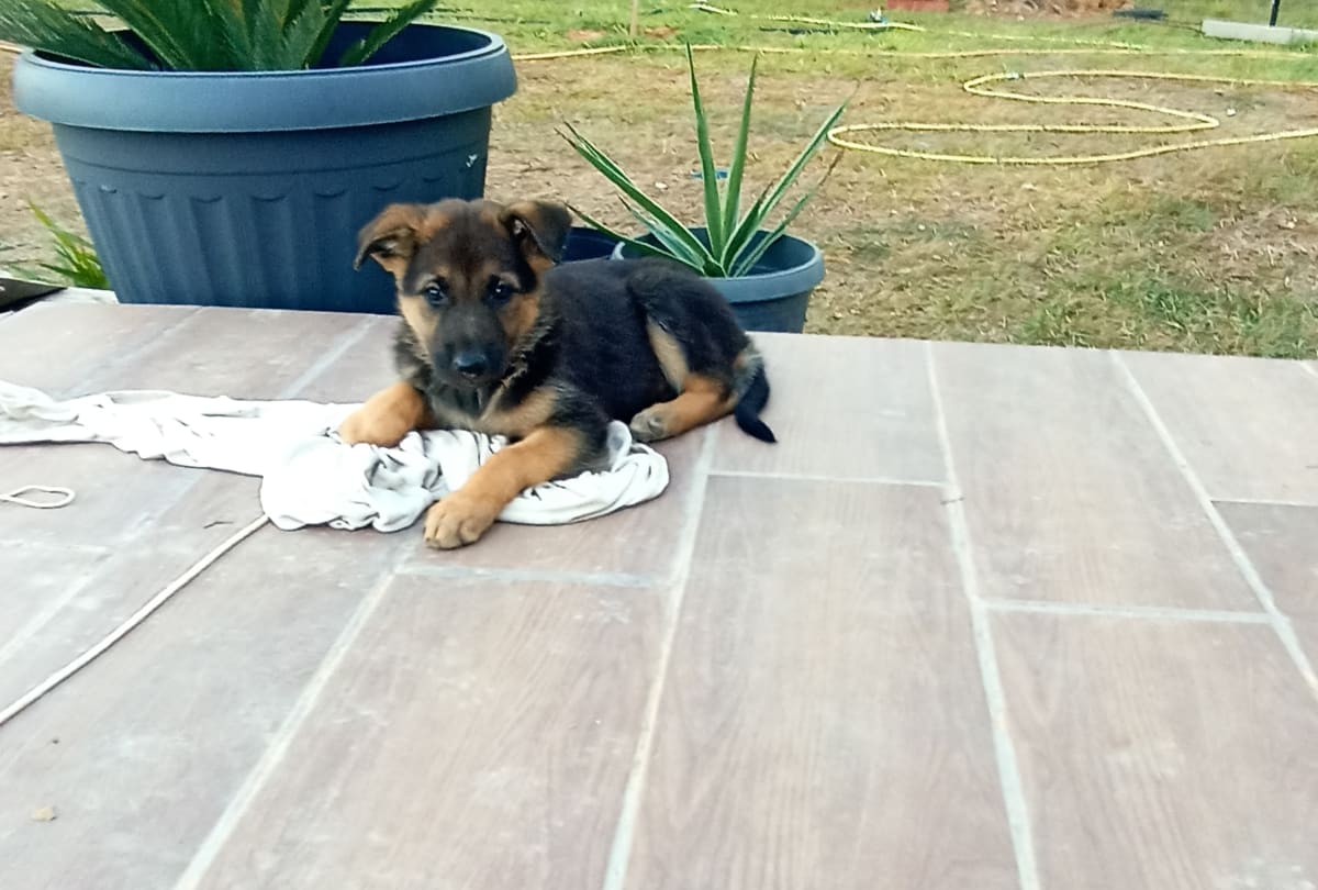 Un chiot berger  - Miniature 2