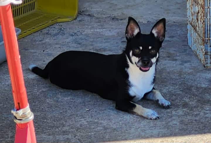 Adorable femelle chihuahua