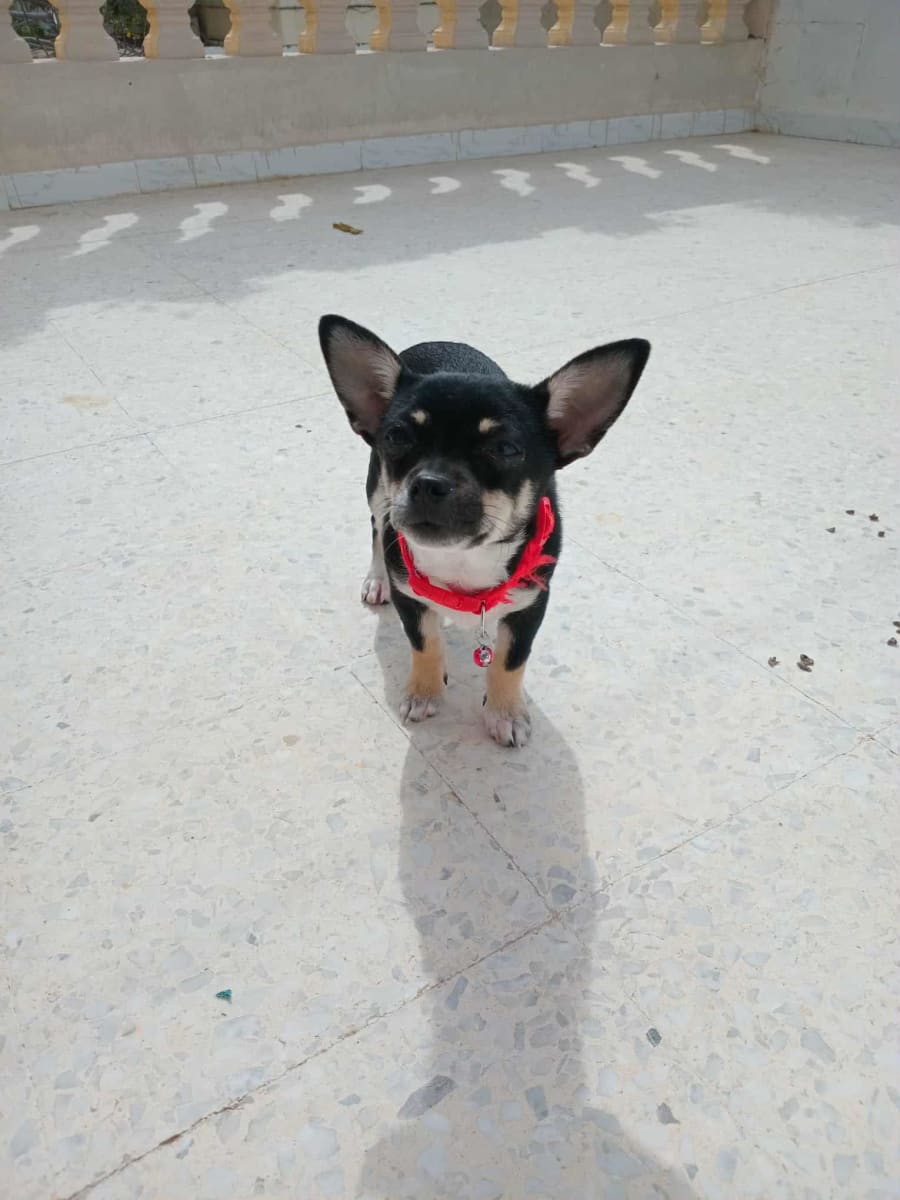 Adorable femelle chihuahua  - Miniature 2