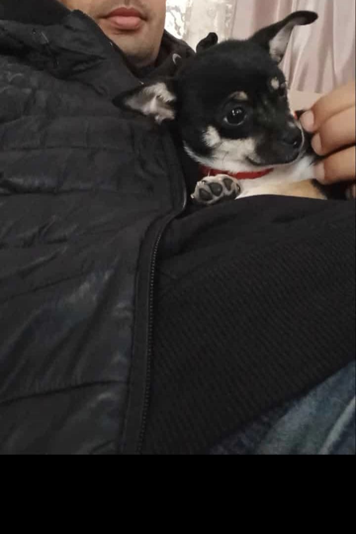 Adorable femelle chihuahua  - Miniature 3