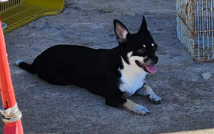 Adorable femelle chihuahua  - Miniature 4