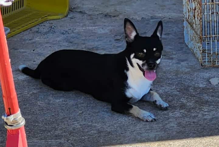 Adorable femelle chihuahua  - Miniature 5