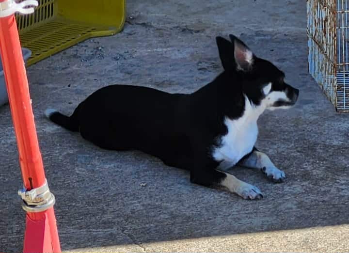 شيواوا مزيانة و مهبولة متاع لعب - Miniature 4